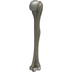 Bone PNG-46825